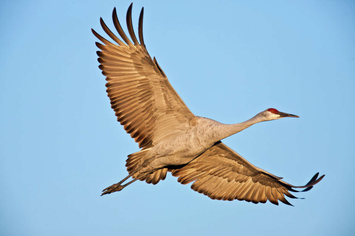 The sandhill crane project