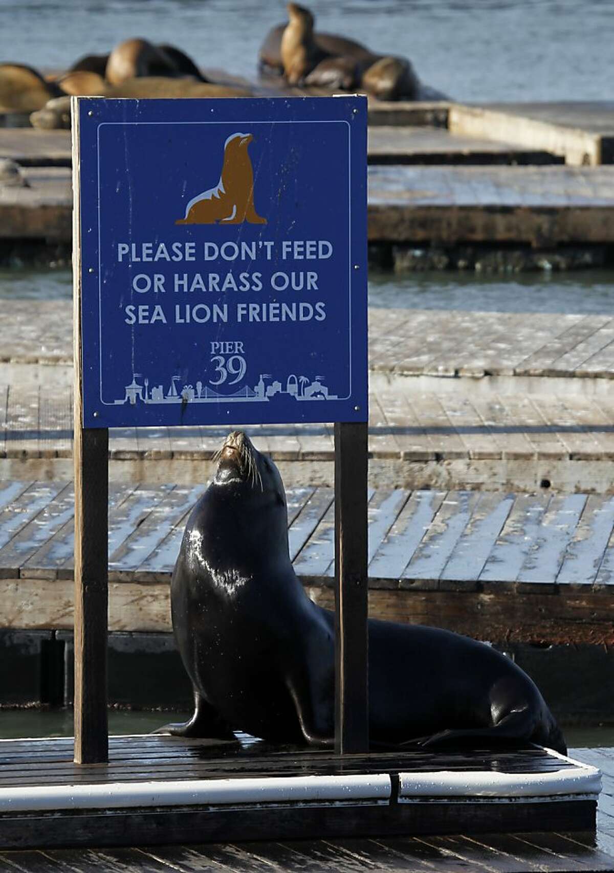 Sea lions' 23rd anniversary at Pier 39