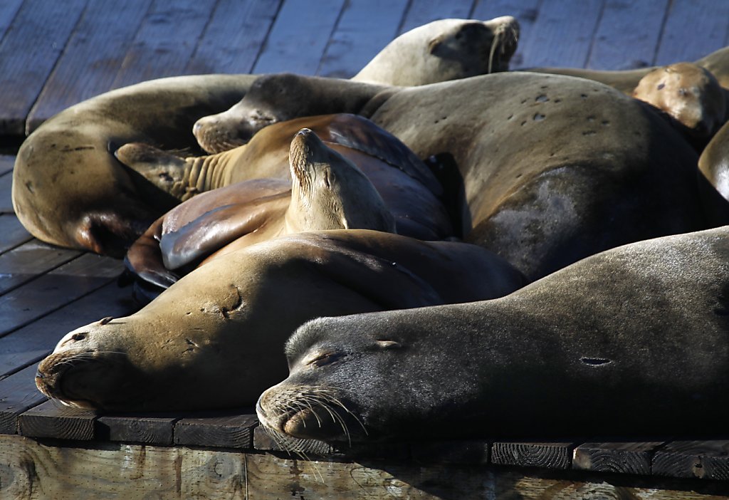 26th Anniversary of the California Sea Lions Arrival at Pier 39 in San  Francisco - The Life of Luxury