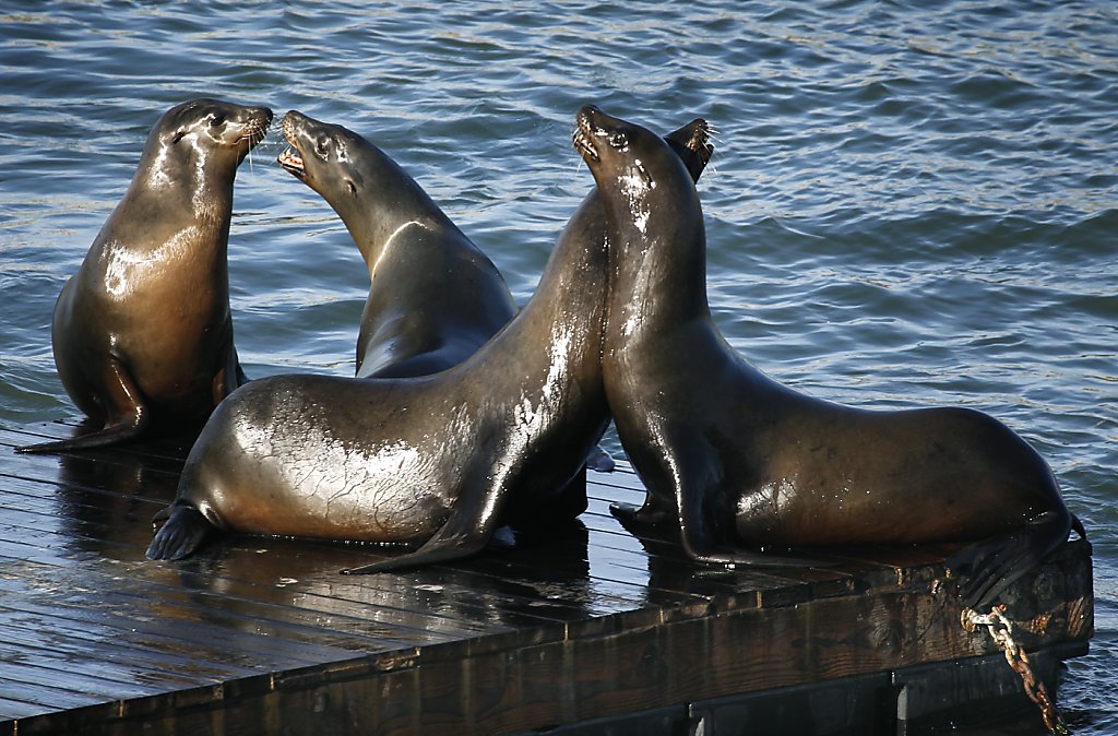 26th Anniversary of the California Sea Lions Arrival at Pier 39 in San  Francisco - The Life of Luxury