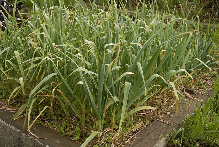 Tips on buying garlic bulbs SFGate