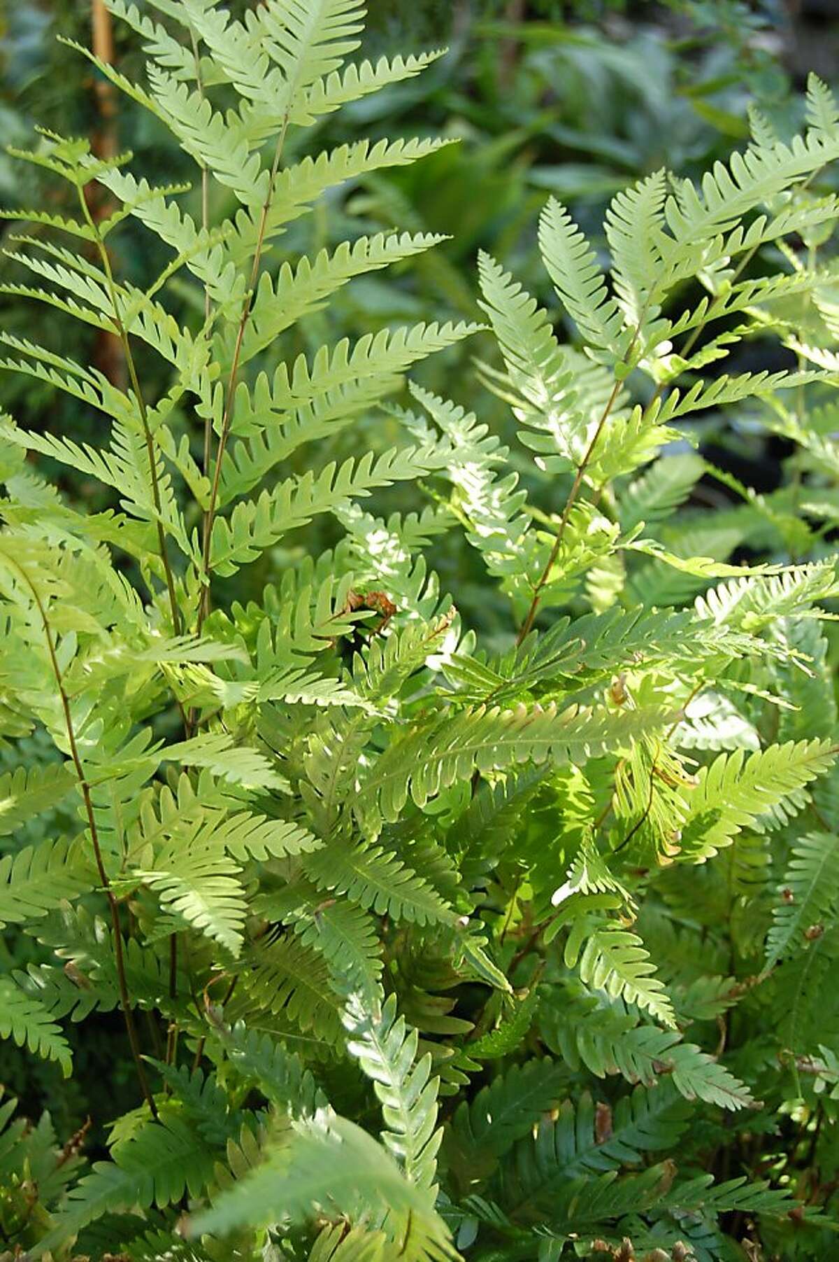 Brake ferns are many and versatile