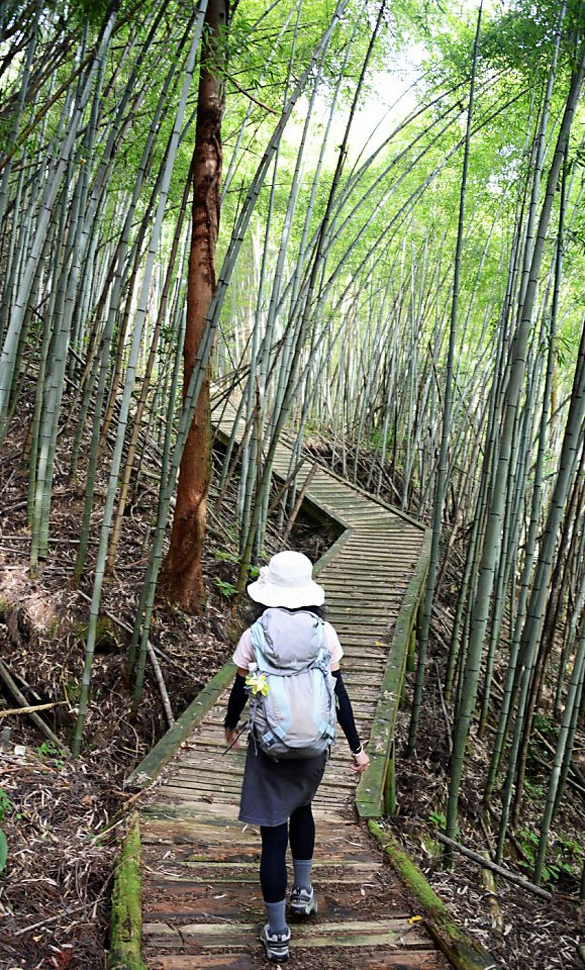 A bamboo thicket surrounds a hiker passing through the Nakasendo trail.