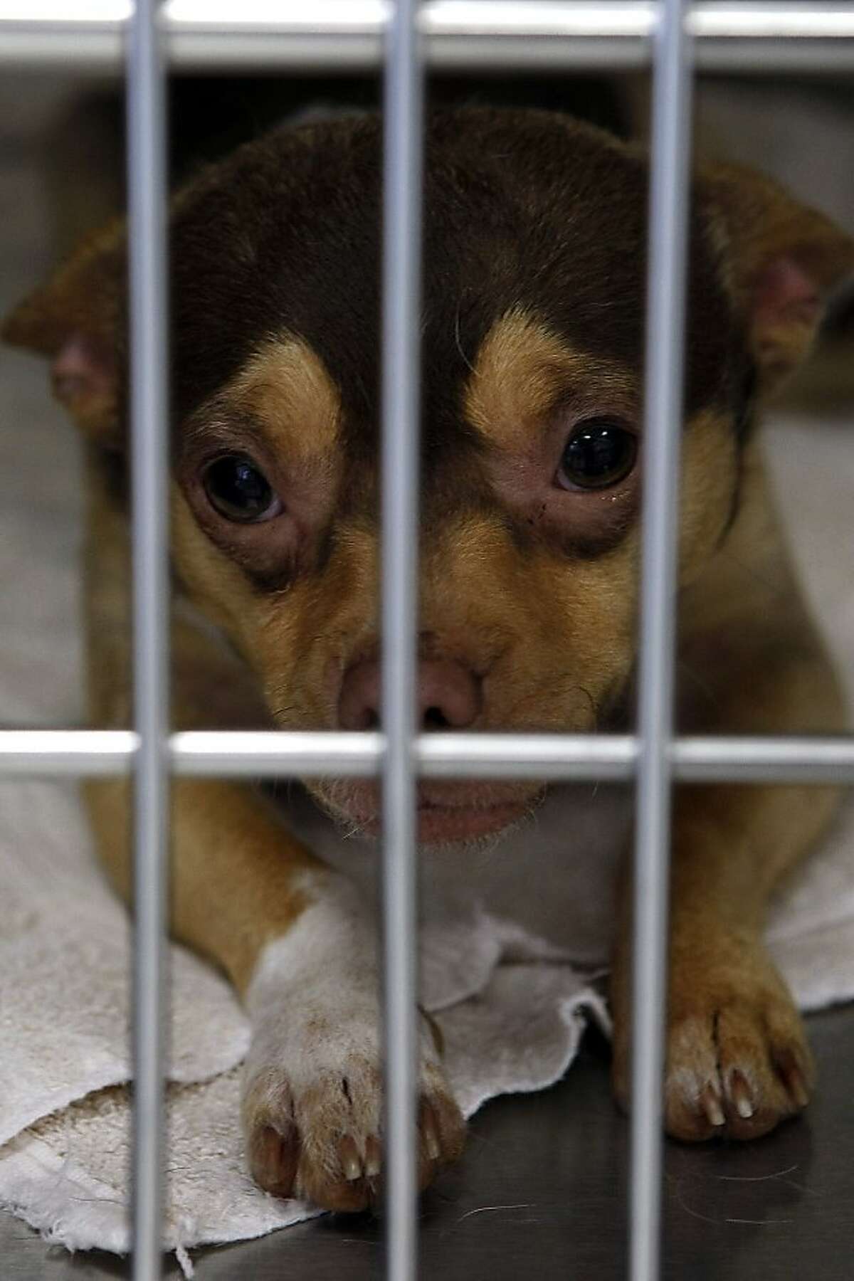 Berkeley opens new animal shelter Berkeley opens new animal shelter