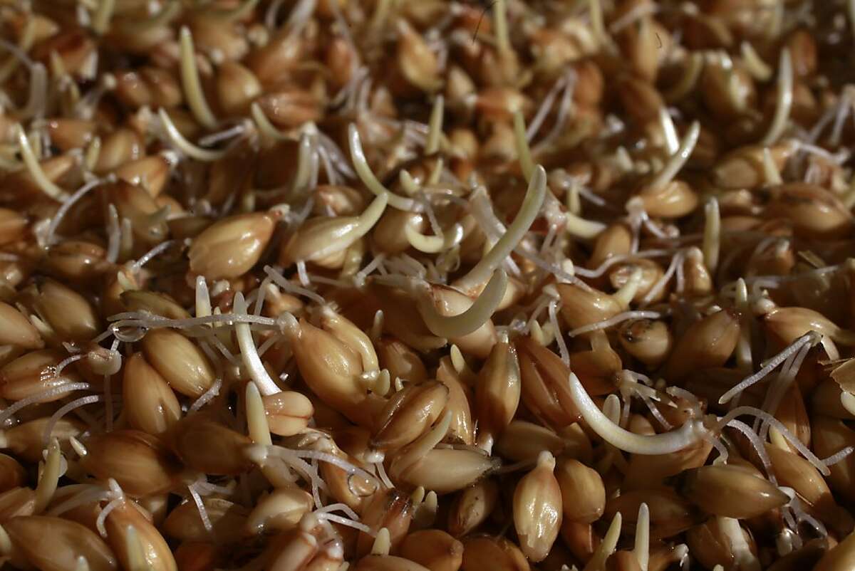 Barley seeds growing in a T126 unit are seen sprouting on Day 3 on Monday, January 21, 2013 in Rough and Ready, Calif.