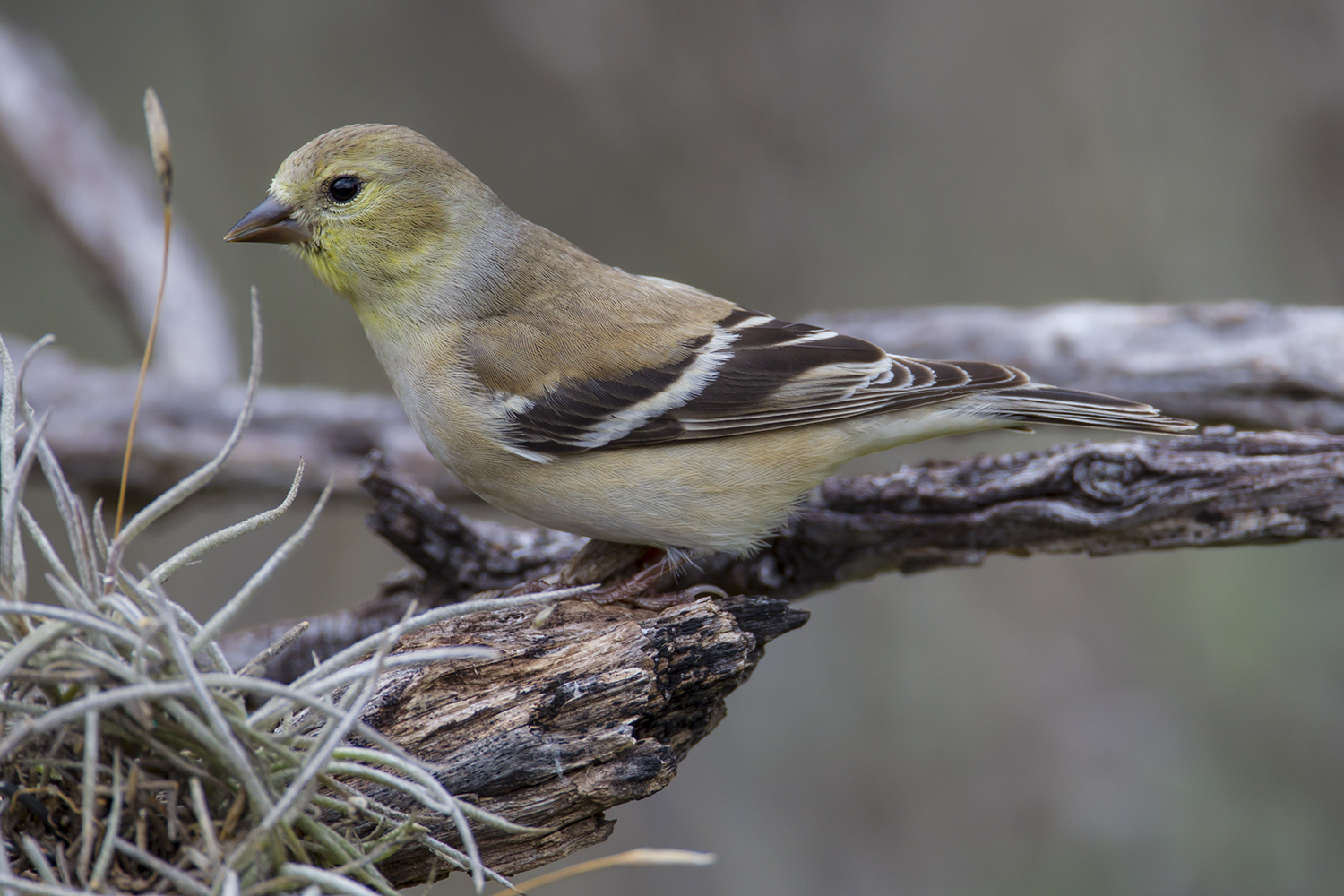 american goldfinch winter