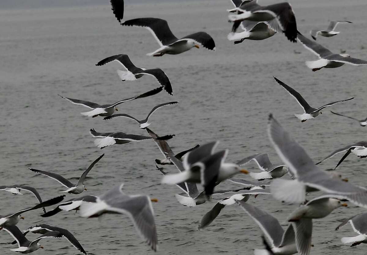 Thousands of shorebirds descend on the shores of Sausalito, Calif., to eat herring eggs.