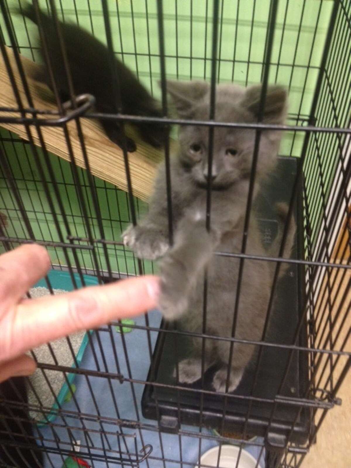 Dead cats a grisly find