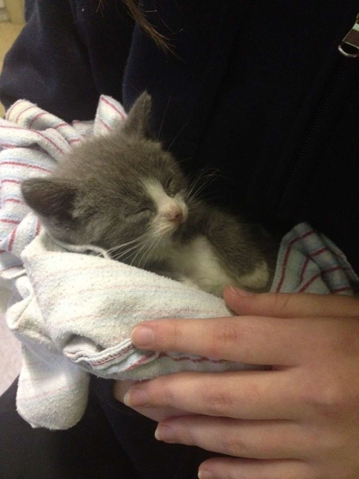 Kitten rescued from home in Wright (Schoharie County Sheriff's Office).