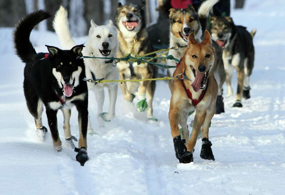In this photo taken Thursday Jan. 17, 2013 a group of sled dogs from the Muddy Paw Sled Dog Kennel runs a trail in Jefferson, N.H. The kennel takes in rescues and Ã‚Â“second-chanceÃ‚Â” dogs and is also home to a blind dog that relies on his brother to keep up with the rest of the team.