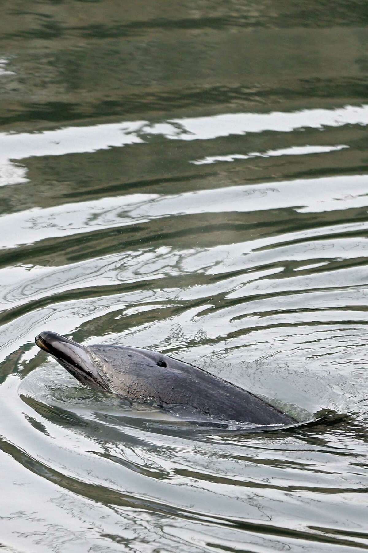 NEW YORK, NY - JANUARY 25: A common dolphin comes up for air after getting stuck in a section of the Gowanus Canal on January 25, 2013 in Brooklyn borough of New York City. Officials are waiting till high tide in the hopes that the stuck dolphin will be able to free itself from the canal.