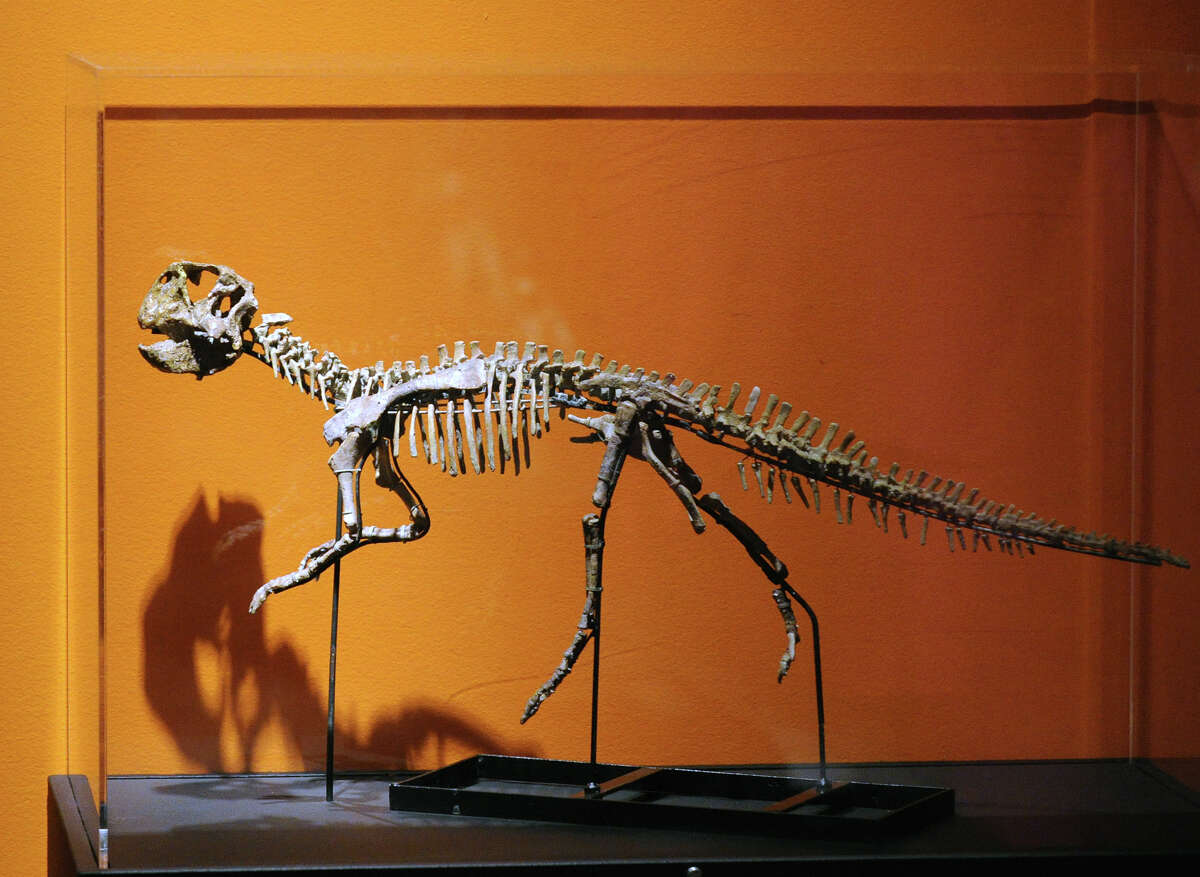 psittacosaurus skeleton