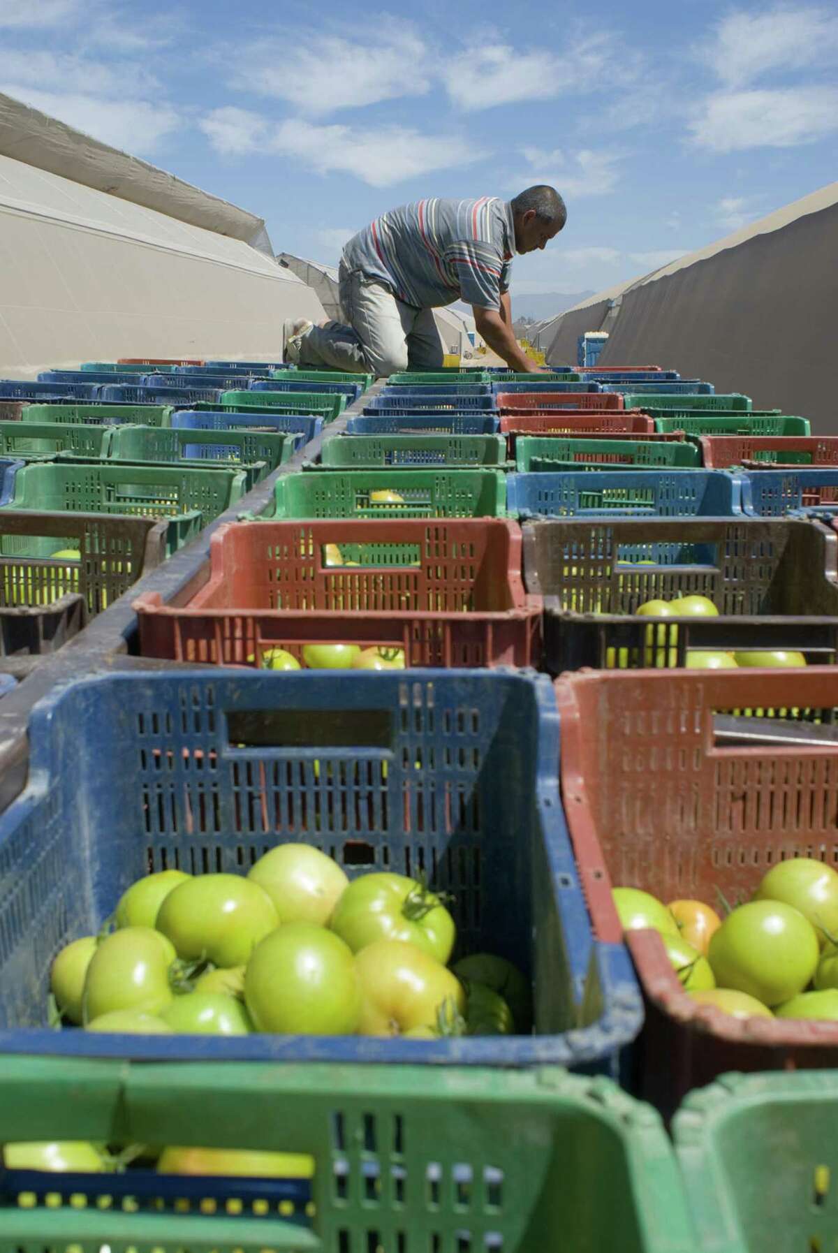 Greenhouses of the Del Campo agricultural complex in Culiacán, México, load boxes of beefsteak tomatoes on flatbed trucks for transport to the packing house.