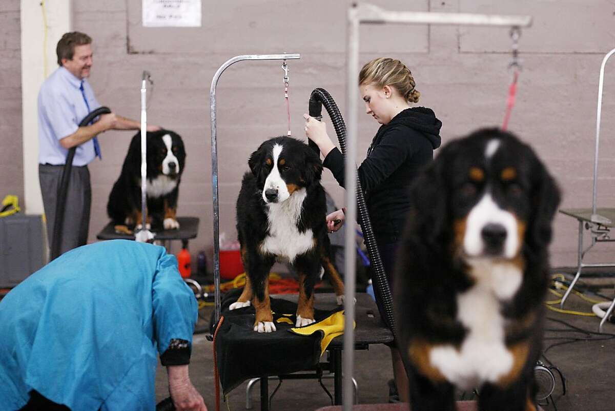 Golden Gate Kennel Club dog show