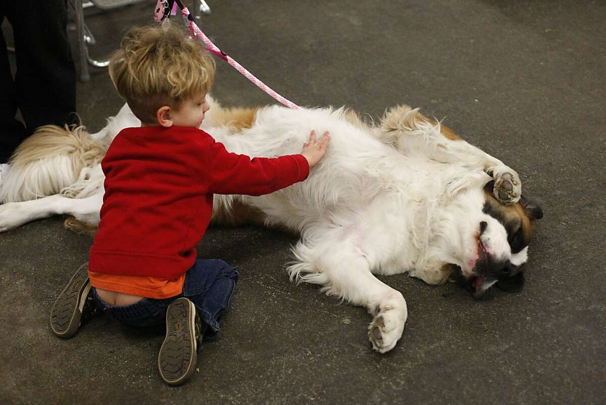 Golden Gate Kennel Club dog show