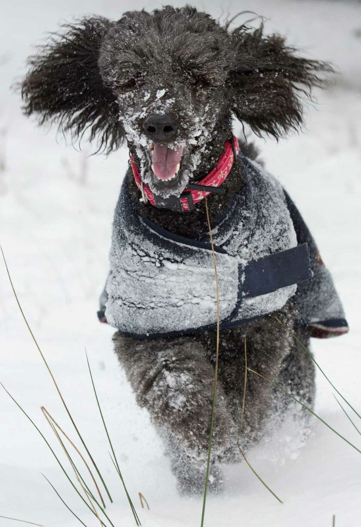 house calls; these vets will travel on your private jet