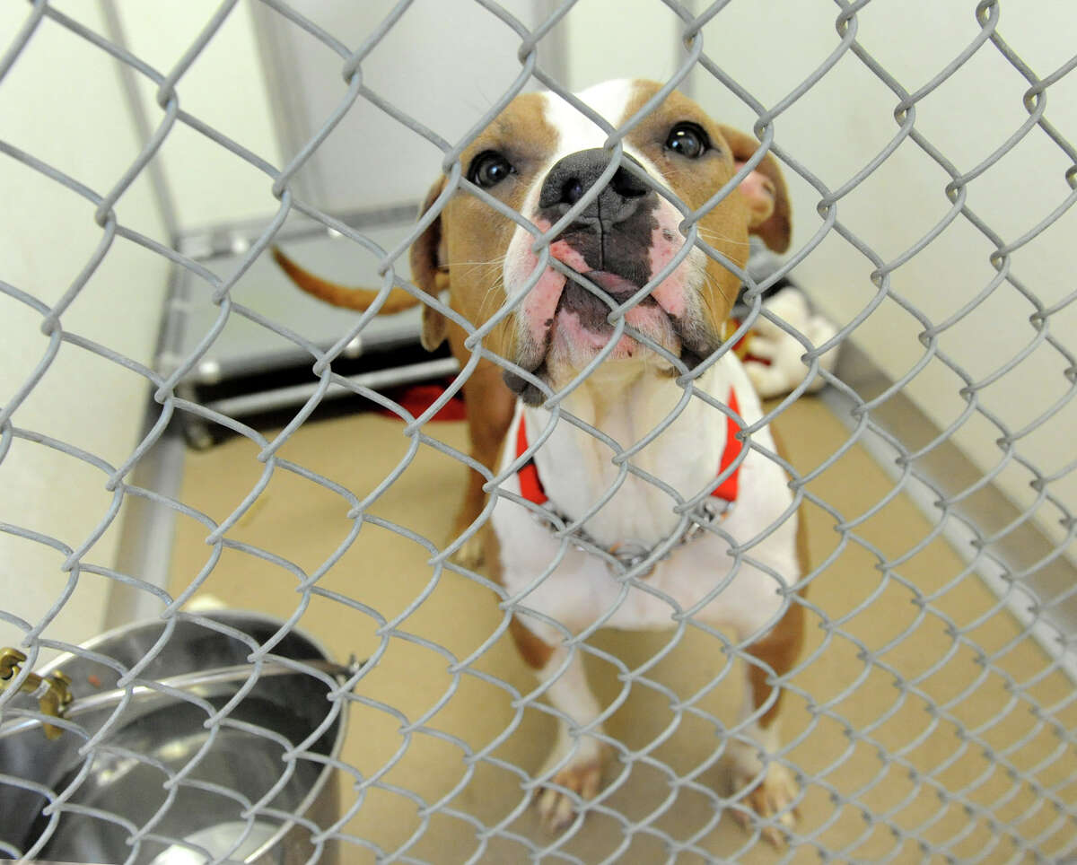 One of four adult pit bulls that were seized from a U-Haul truck in Colonie Saturday at the Mohawk & Hudson River Humane Society on Monday Jan. 28, 2013 in Menands, N.Y. (Lori Van Buren / Times Union)