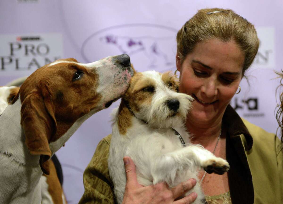 Meg (L) a Treeing Walker Coonhound, kisses Turbo (C) a Russell Terrier held by owner Candace Lundin during a press conference January 28, 2013 by The Westminster Kennel Club to introduce the two new breeds that will compete in the 137th annual Westminster Dog Show in New York. The show which will take place February 11-12. AFP PHOTO/Stan HONDASTAN HONDA/AFP/Getty Images