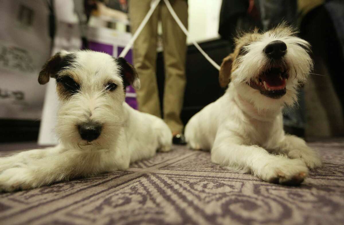 NEW YORK, NY - JANUARY 28: Russell Terriers Pepper (L) and Madison sit on the floor at a press conference for the 137th Annual Westminster Kennel Club Dog Show on January 28, 2013 in New York City. This year's event will feature two new breeds, Treeing Walker Coonhounds and Russell Terriers and will take place February 11 and 12.