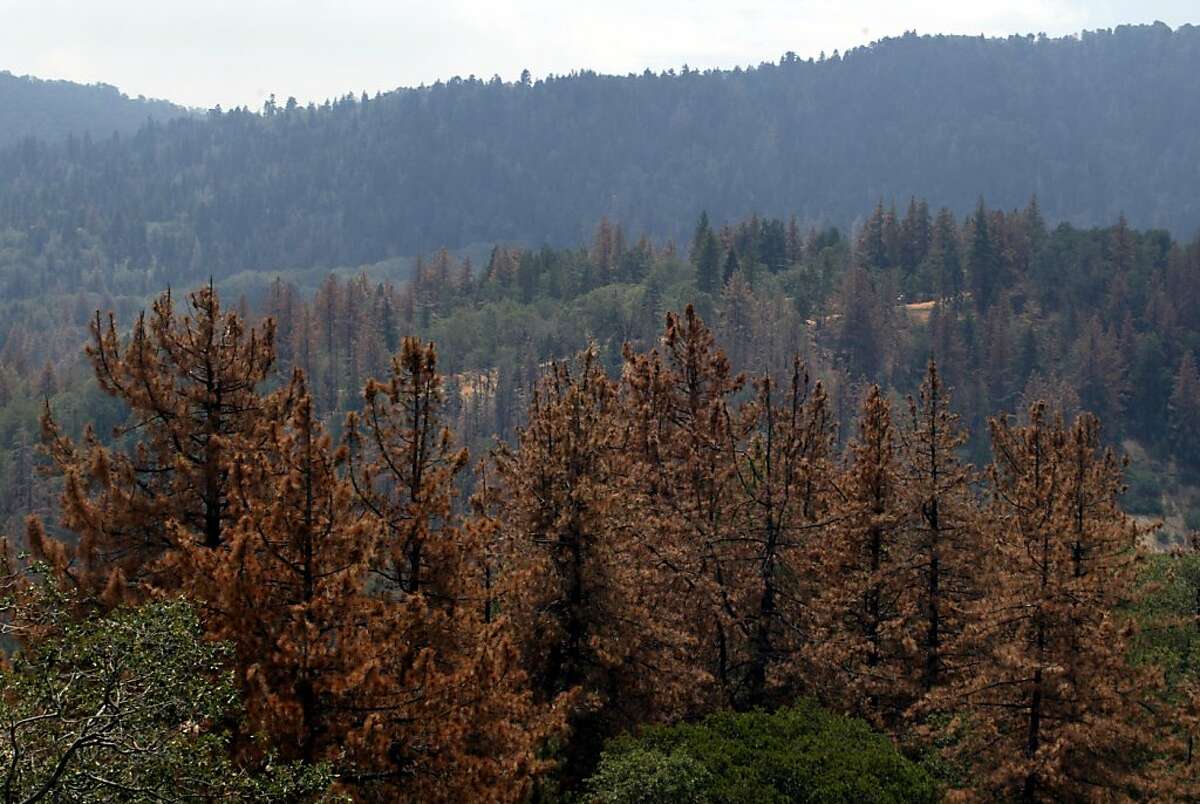 29 million trees dead from bark beetle infestation pose fire risk in ...