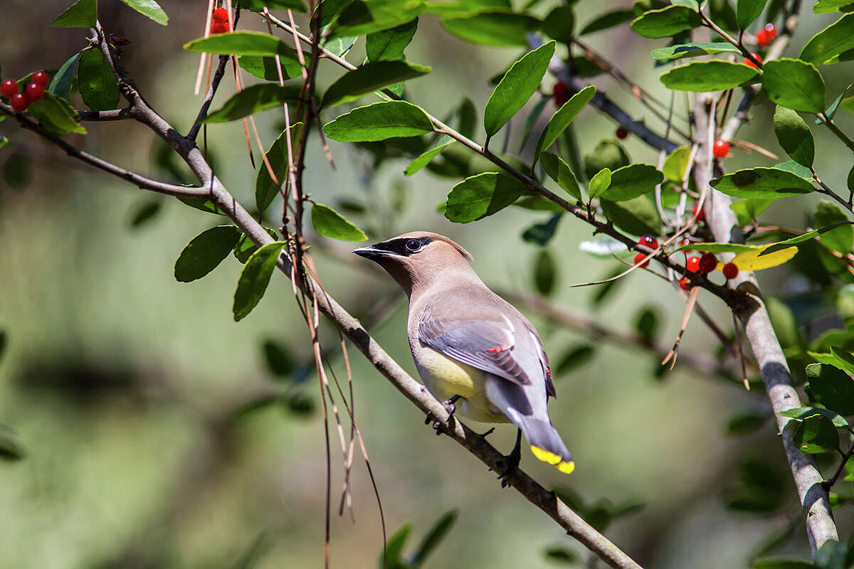 Cedar waxwings: Winter fruit draws these lovely nomads