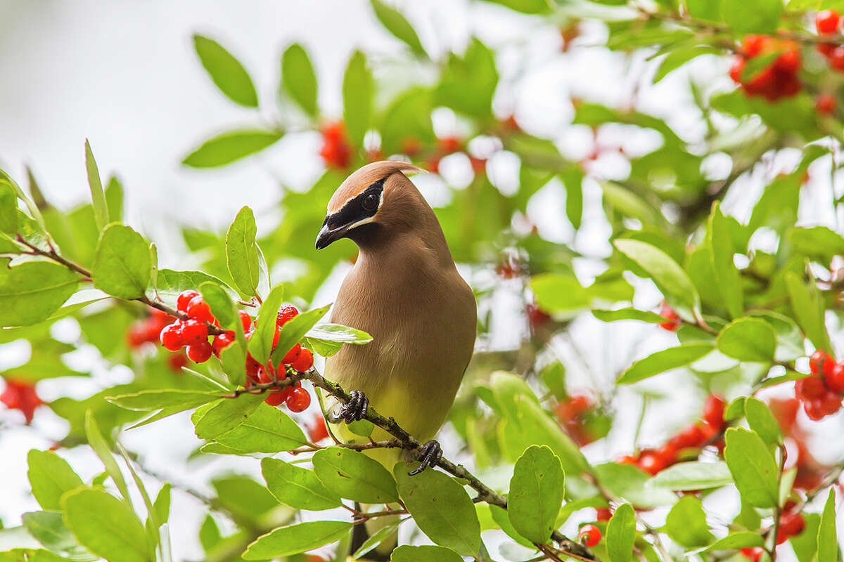 Cedar waxwings sweep in to feed on berries