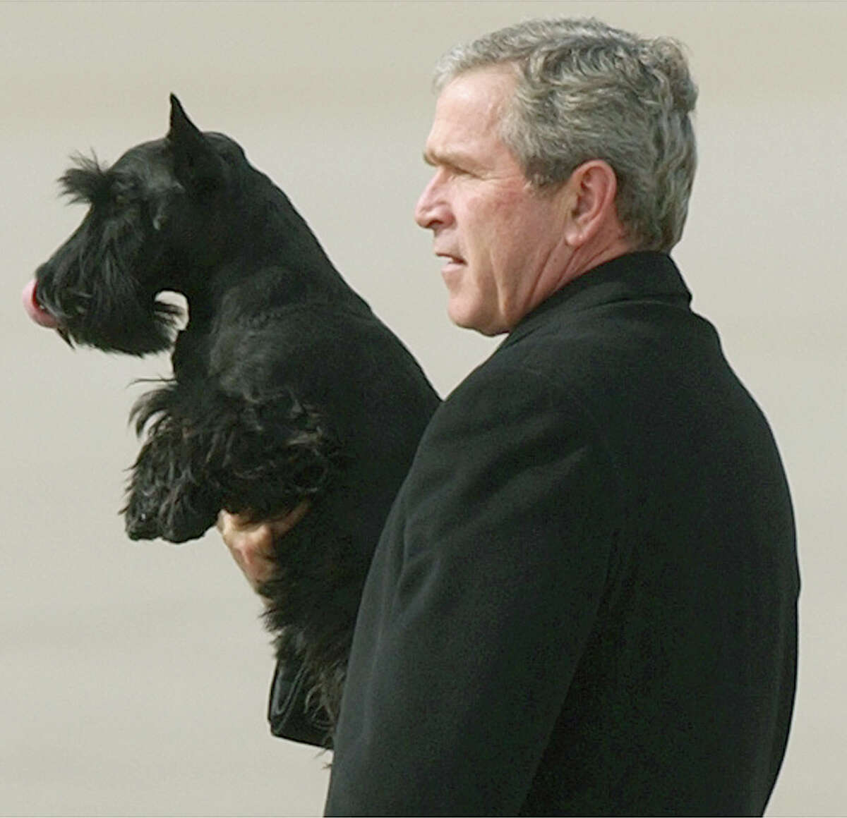 Собака Буша порода