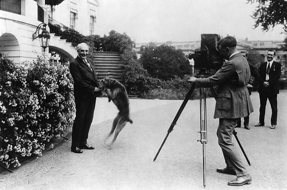 Warren Harding's closest friends mired him in scandal, but his Airedale was always loyal.