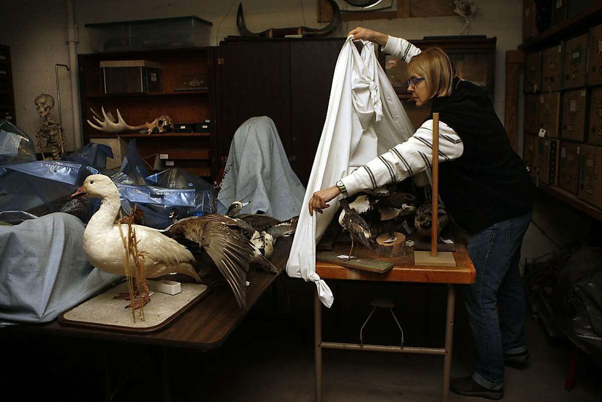 Curator of science Nancy Ellis shows the museum's collection of skulls and stuffed birds in the basement of the Randall Museum in San Francisco, Calif., on Thursday, January 31, 2013. The Randall Museum is undergoing a $5 million dollar renovation including new geology and zoology exhibits in the basement.