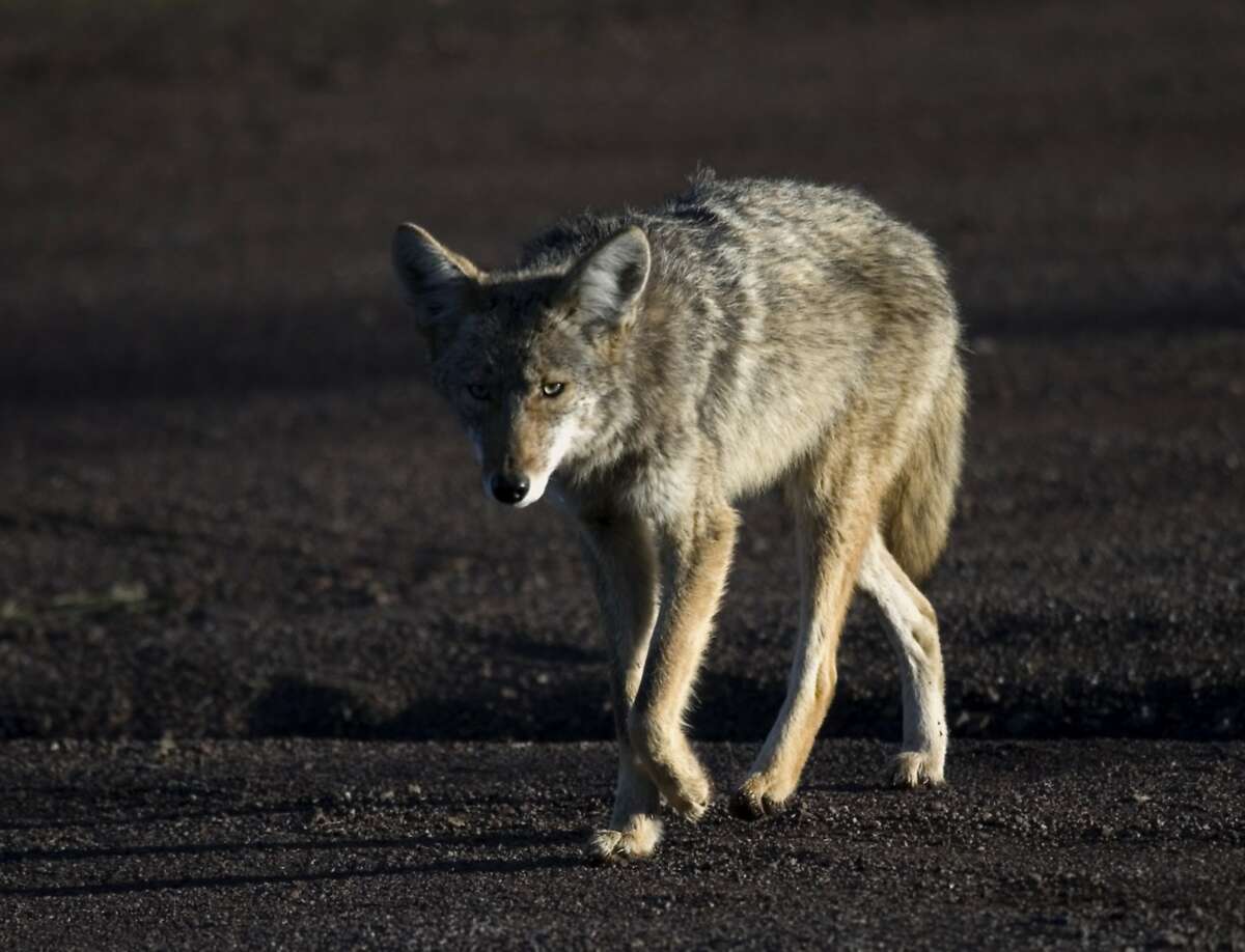 coyote natural predators