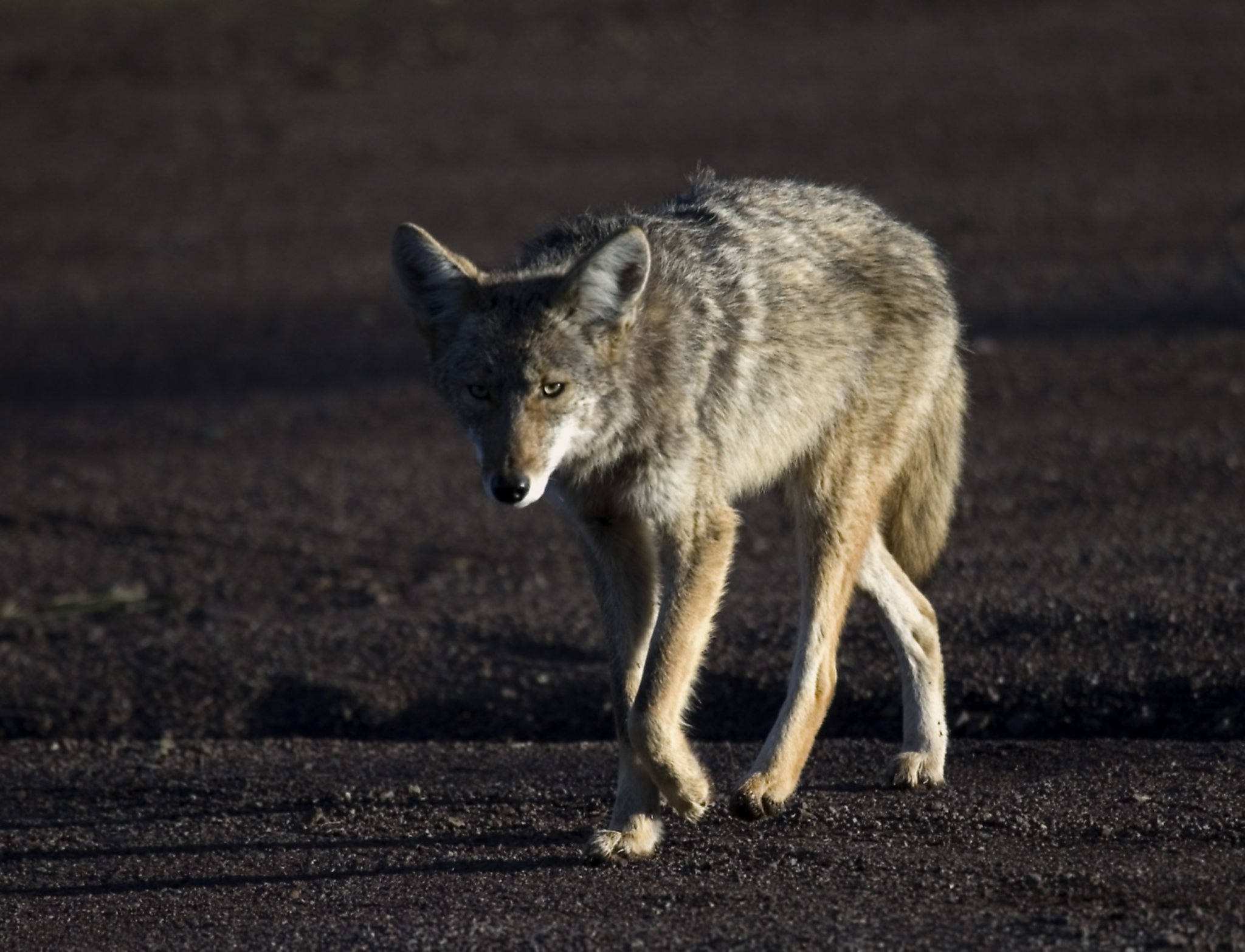 Coyote hunt brings chorus of protest