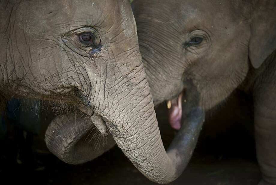 Elephants give former tech exec new focus - SFGate