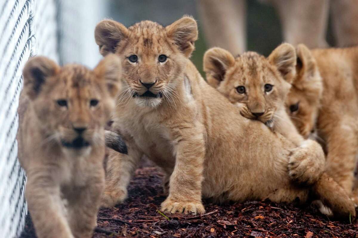 Lion cubs at Woodland Park Zoo finally on view