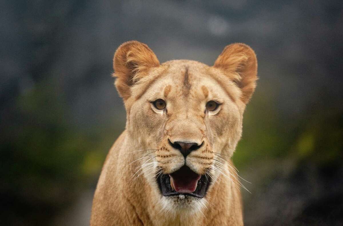 Lion cubs at Woodland Park Zoo finally on view