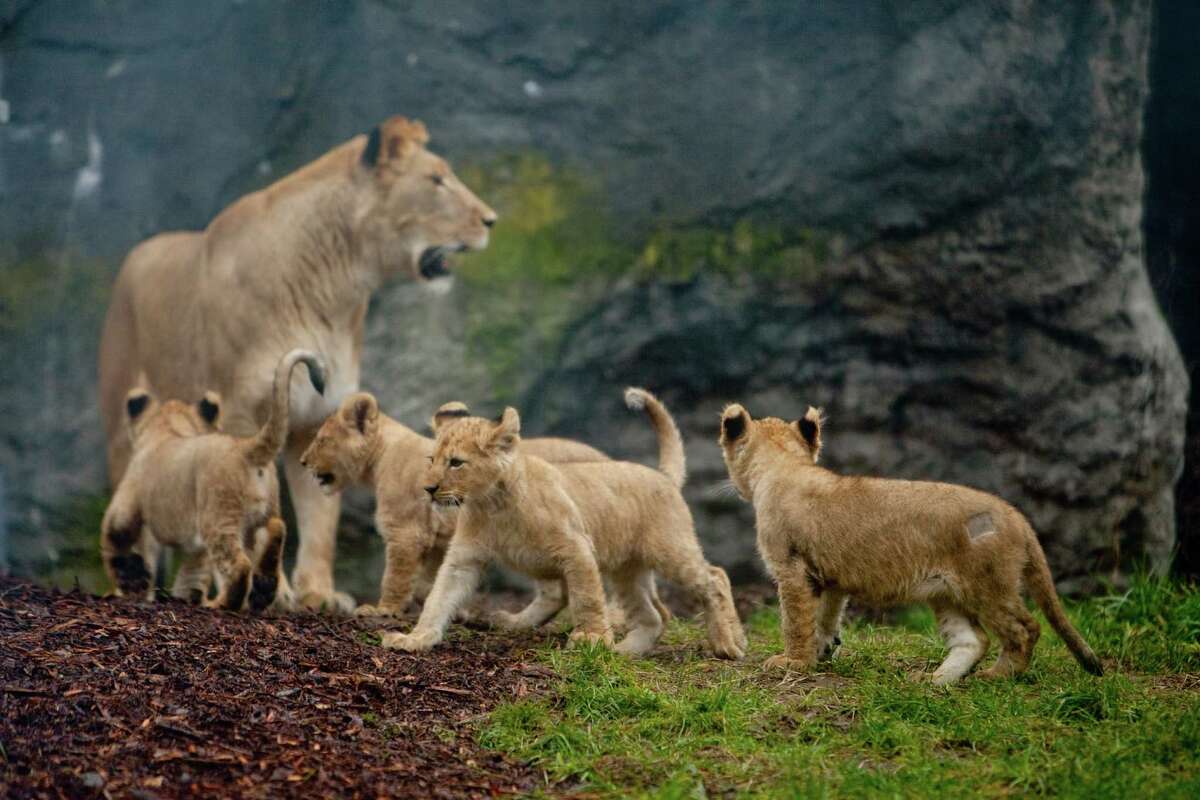 Lion cubs at Woodland Park Zoo finally on view
