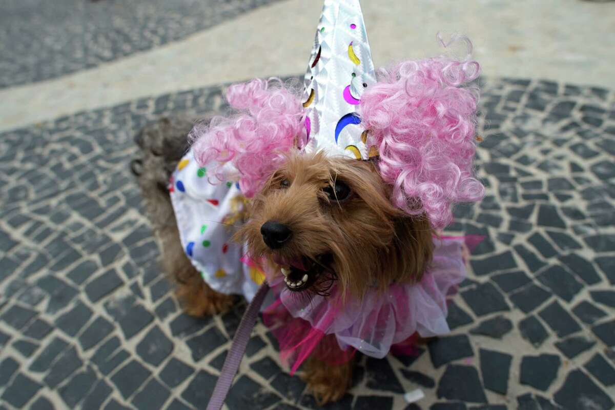 Costumes, skin, dogs ... even kids warm up for Carnival