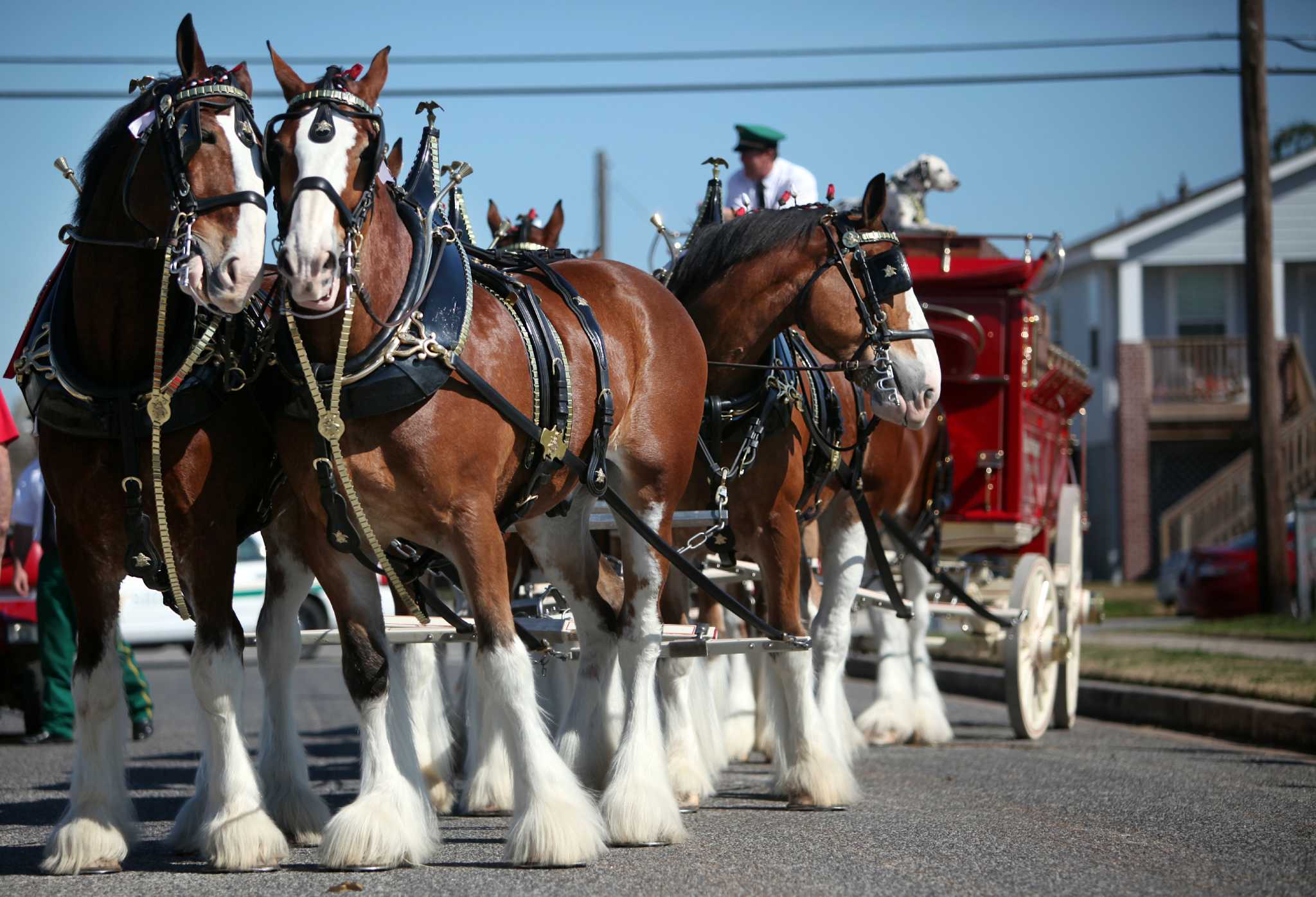 Famous Clydesdales visit Galveston