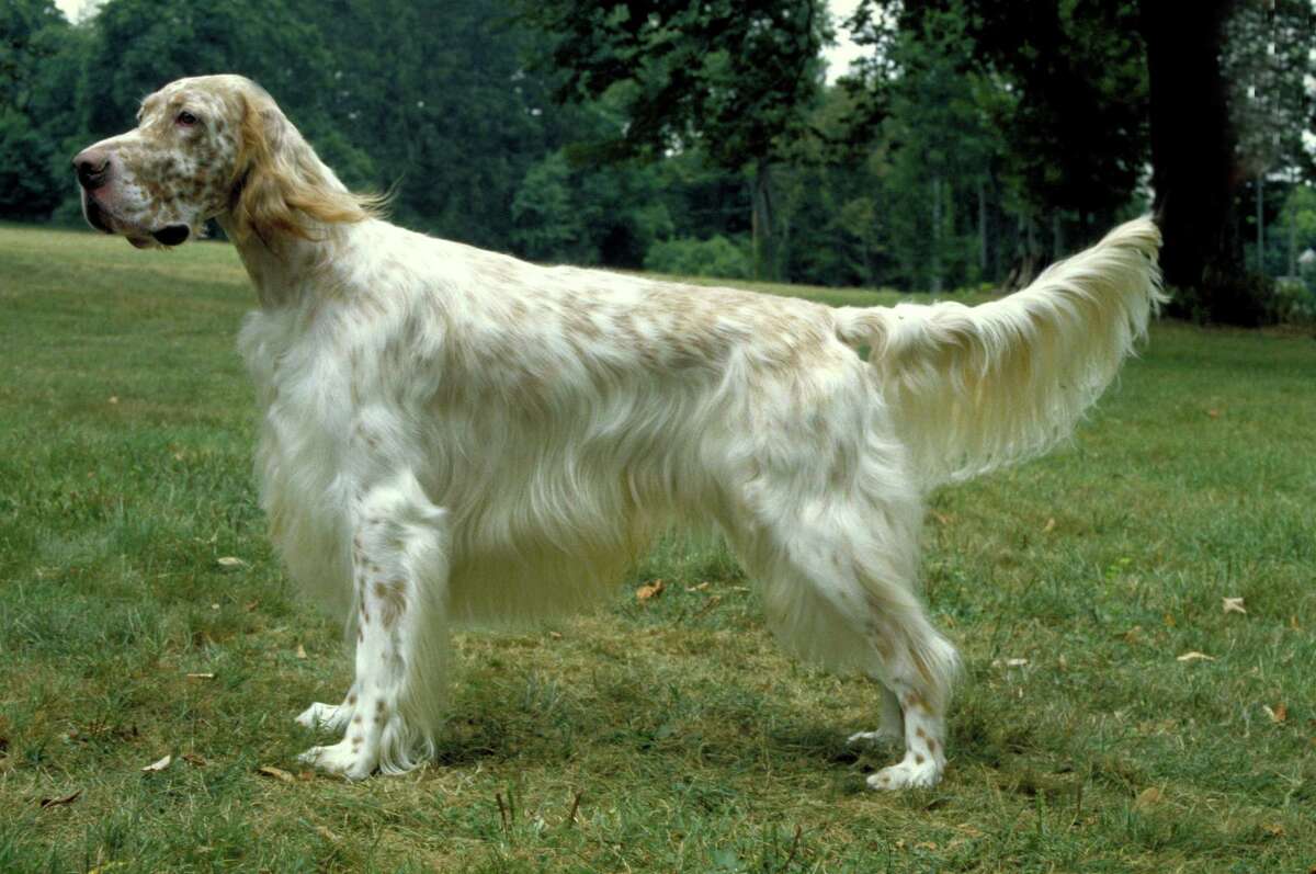 American sales setter dog