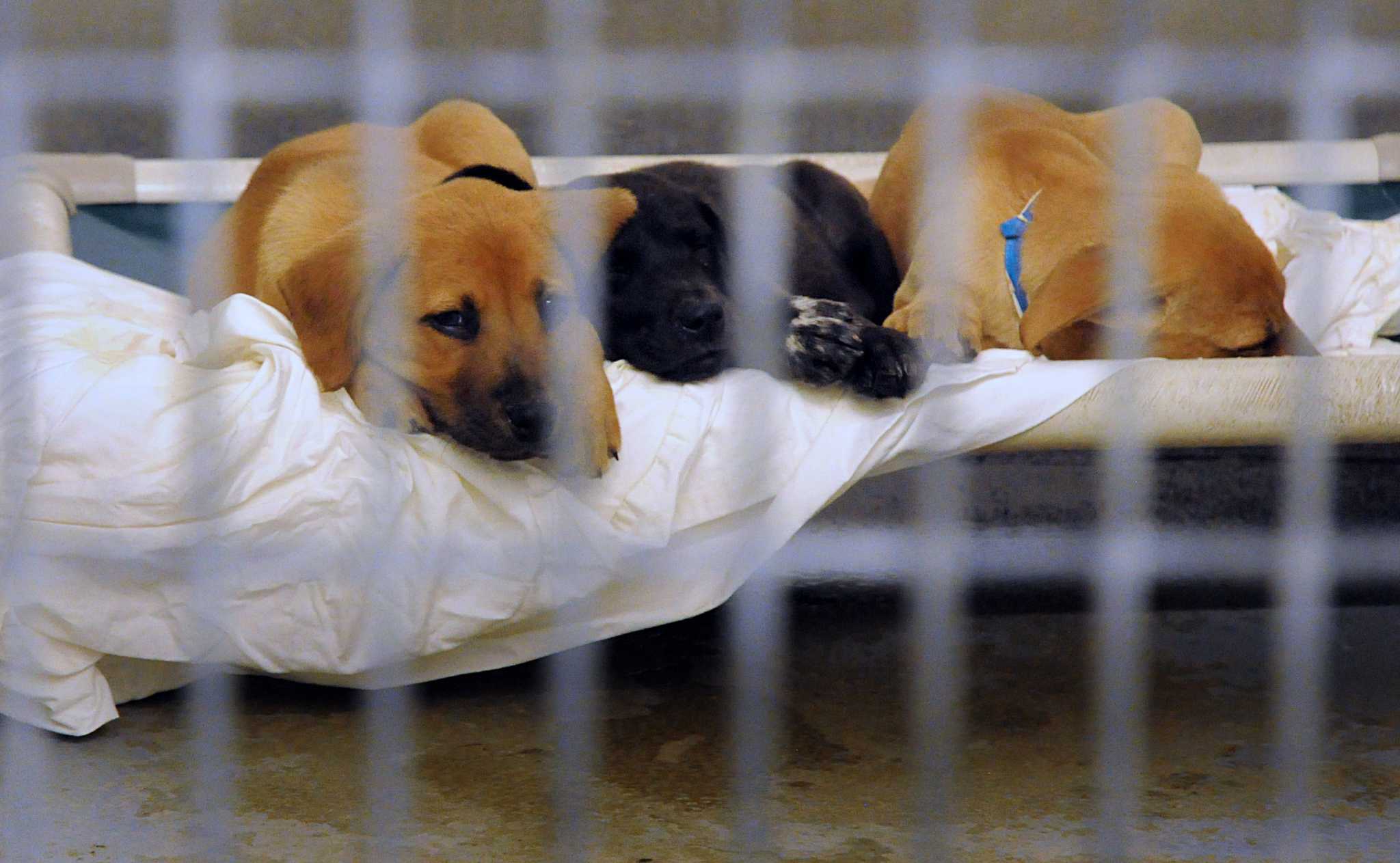 Privatization of Montgomery County Animal Shelter has positive results
