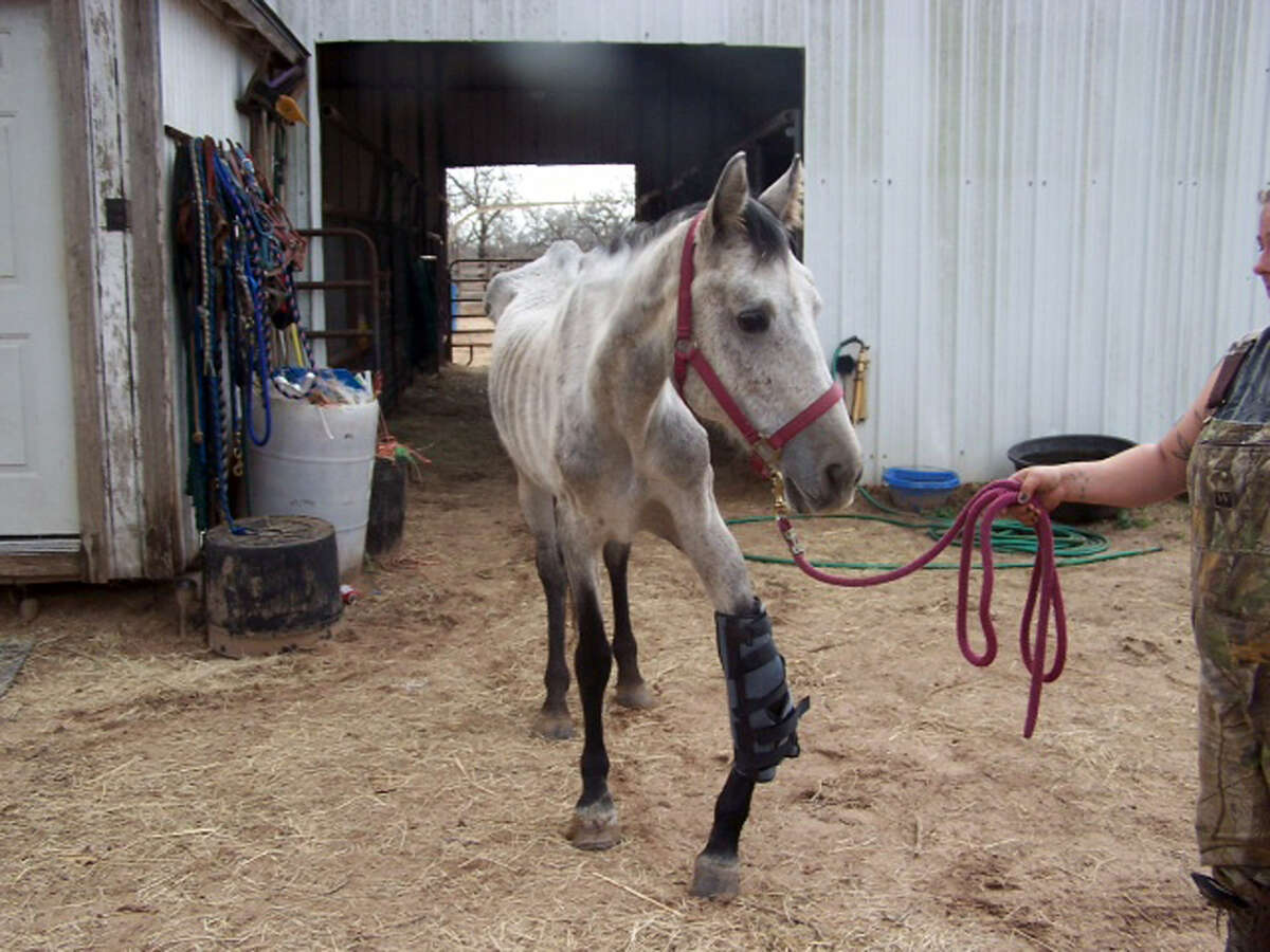 The injured horse, named Spirit, was seized from a home in Elmendorf last month. The animal is in critical condition with a broken kneecap that healed improperly and is extremely malnourished.