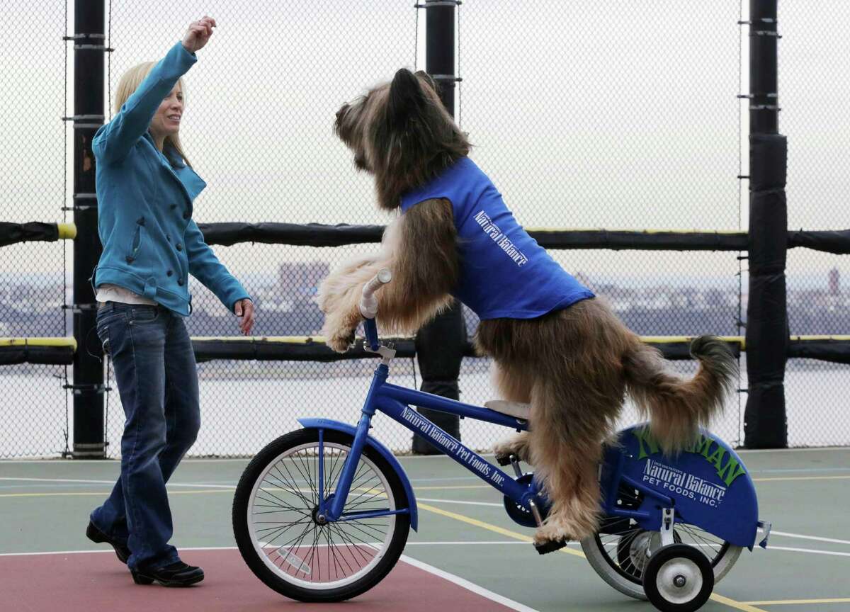 Karen Cobb motions to Norman the Scooter Dog as he rides his bicycle on a rooftop basketball court overlooking the Hudson River in New York on Thursday, Feb. 7, 2013. Norman stars in the Hallmark Channel series, Ã‚Â“Who let the Dogs Out.Ã‚Â” Cobb is NormanÃ‚Â’s owner and trainer.