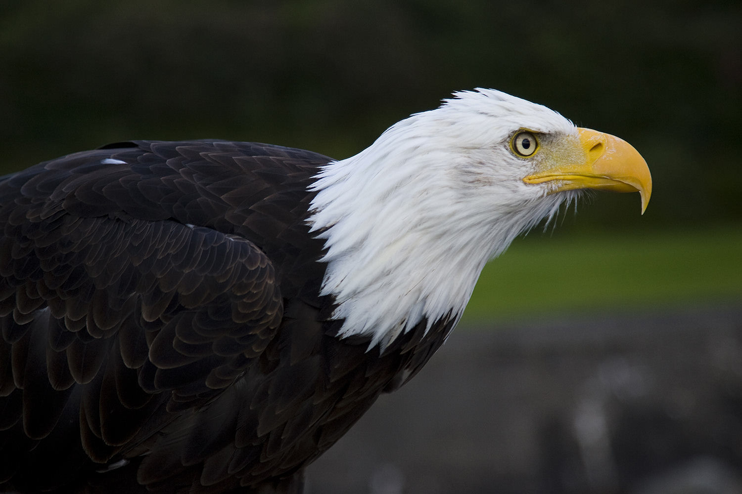 Bald eagles make soaring comeback - HoustonChronicle.com1500 x 1000