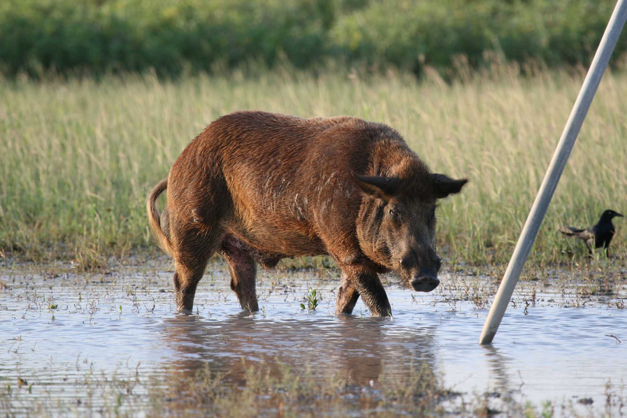 Feral hogs and food for the hungry