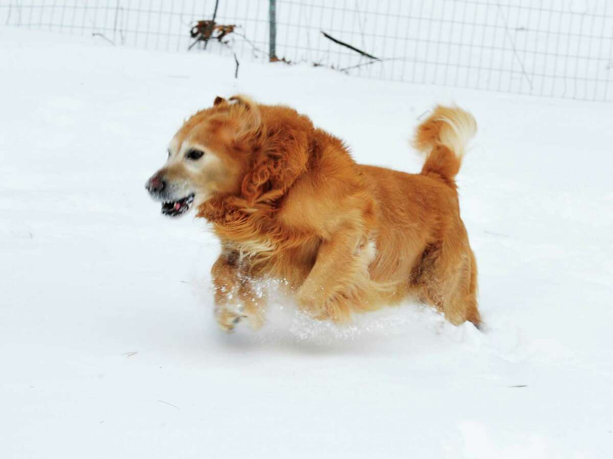 A golden retriever romps in the snow in Danbury Saturday, Feb. 9, 2013.