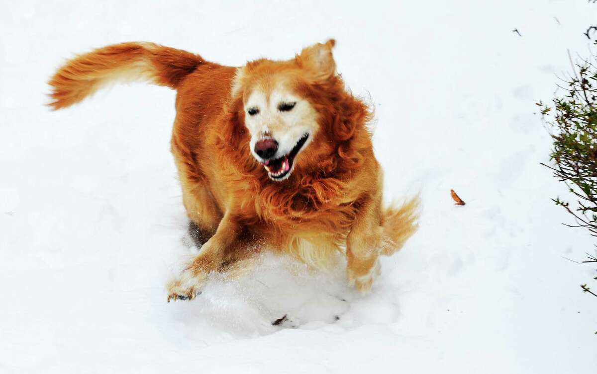 A golden retriever romps in the snow in Danbury Saturday, Feb. 9, 2013.