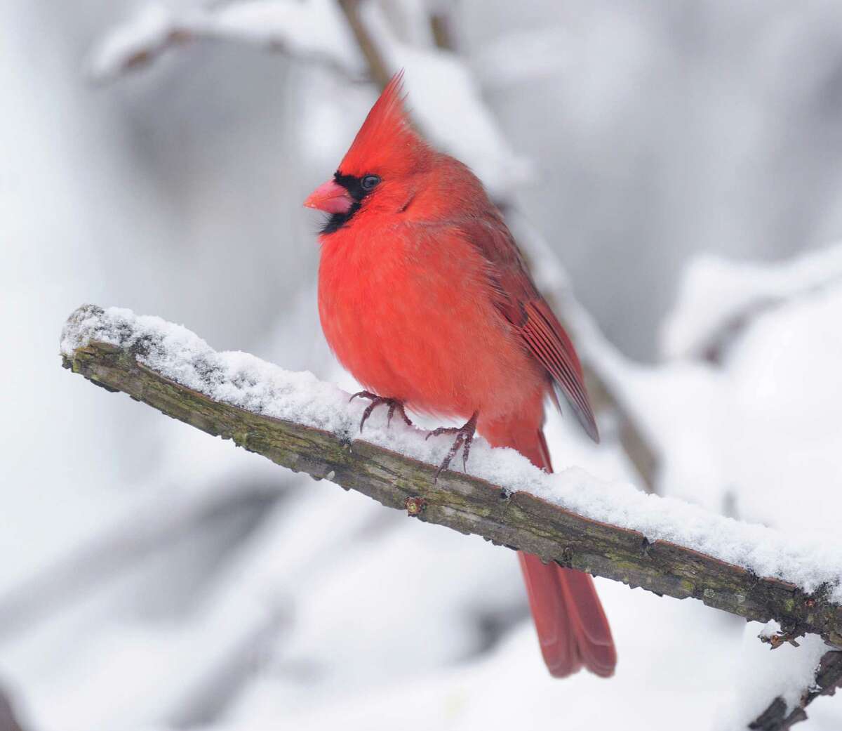 A Cardinal sits on the snow-covered branch of a tree in Byram during the aftermath of the blizzard that hit Greenwich, Conn., Saturday morning, Feb. 9, 2013.