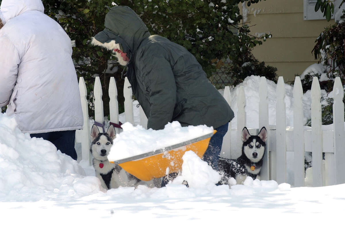 Resident Steve Grippen shovels show as his huskies Yukon and Sasha, right, enjoy the snow after a blizzard pounded the region in West Haven, Conn. on Saturday February 9, 2013.