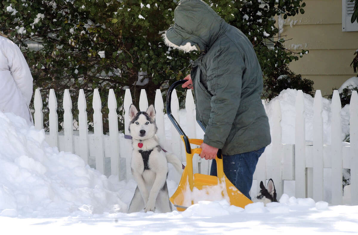 Resident Steve Grippen shovels show as his huskies Yukon and Sasha, right, enjoy the snow after a blizzard pounded the region in West Haven, Conn. on Saturday February 9, 2013.