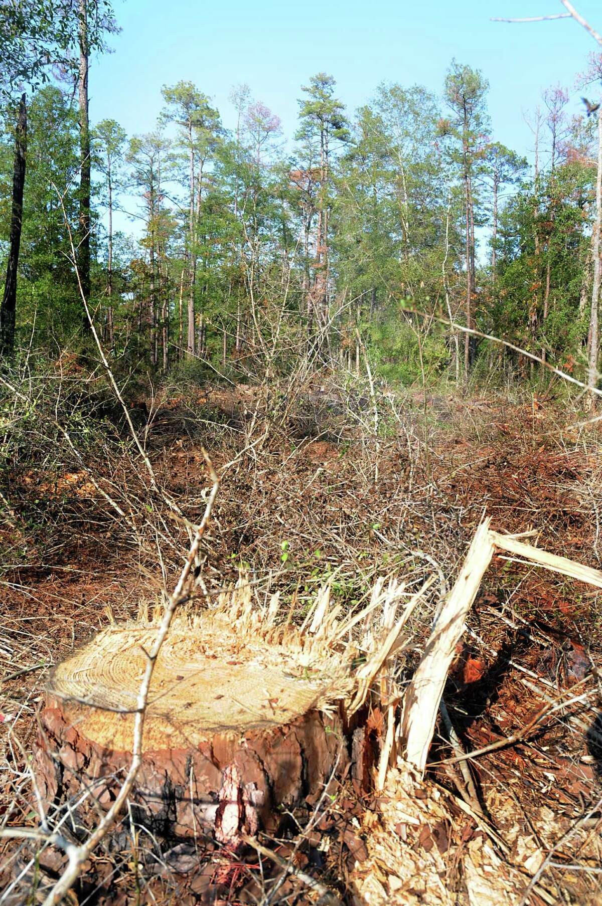 Loss of trees to have longlasting impact