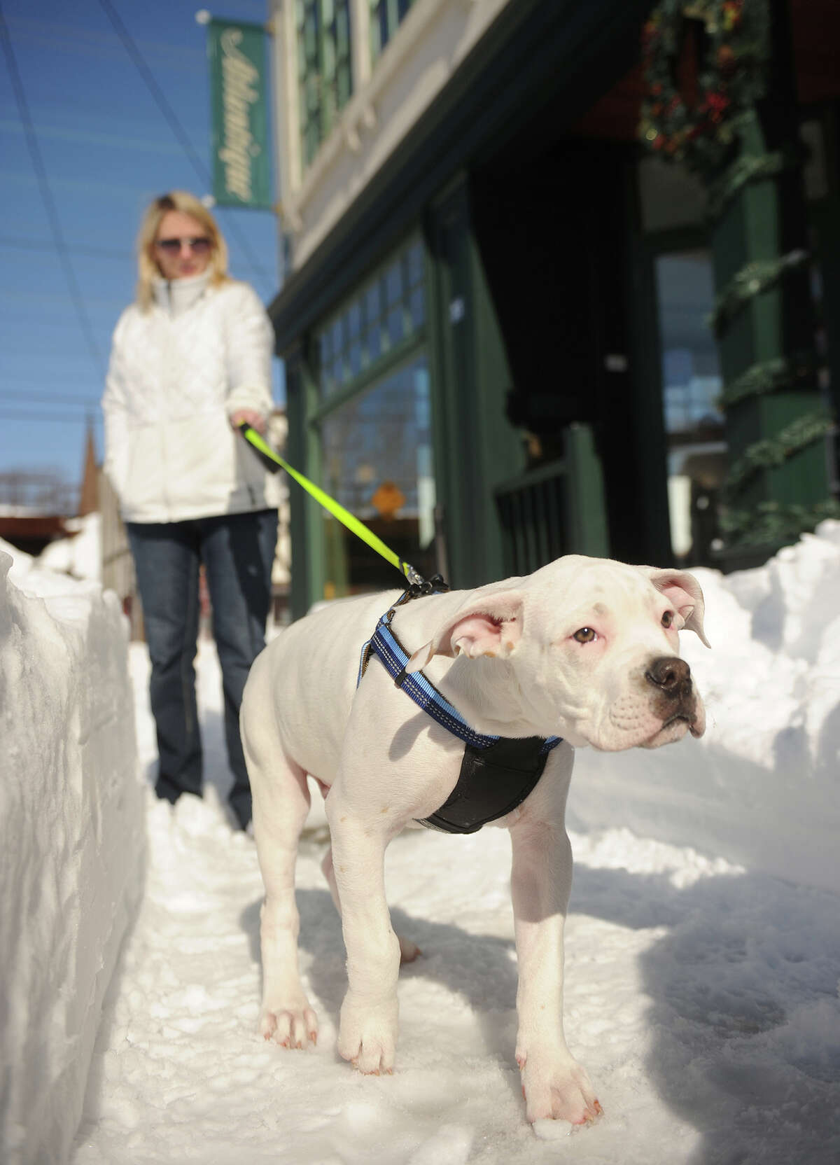 Cory Sykes of Milford takes her puppy Oscar for his first tentative walk in the snow on River Street in downtown Milford, Conn. on Sunday, February 10, 2013.